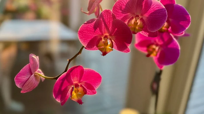 Błąd podlewania: 5 roślin domowych, które nie tolerują twardej wody